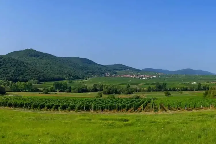 Neustadt Weinstraße